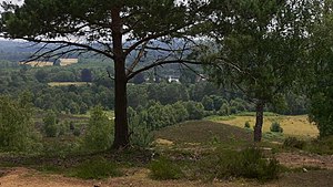 Trees by track on top of Weavers Down - geograph.org.uk - 1370803.jpg