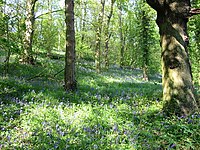 Bluebell woods near the Team at Urpeth