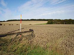 Wheat field, Burnfoot - geograph.org.uk - 242514.jpg
