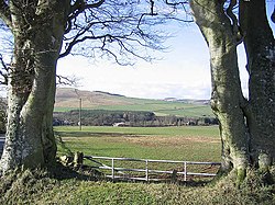 Beech trees and pasture field - geograph.org.uk - 353845.jpg