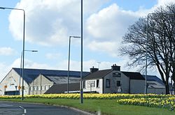 Daffodils in Inchinnan, Renfrewshire - geograph-2349545.jpg
