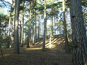 The hill in Ambarrow Woods - geograph.org.uk - 653375.jpg