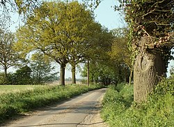 Country road between Great Henny and Henny Street - geograph.org.uk - 1270069.jpg