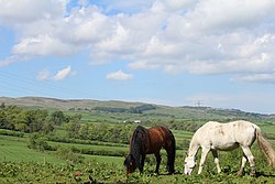 Horses grazing at West Bankside, Ayrshire - geograph-3982214.jpg