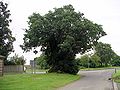 The Baginton oak in summer.