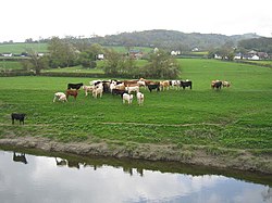 Cattle beside the River Severn - geograph.org.uk - 600675.jpg