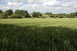 Wheat field near Tetbury - geograph.org.uk - 860120.jpg
