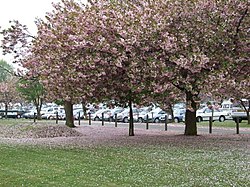 Cherry blossom time - geograph.org.uk - 418088.jpg