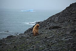 Leucistic Antarctic Fur Seal in the South Orkney Islands.jpg