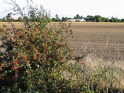 Farmland, Knight's End, March, Cambs - geograph.org.uk - 549640.jpg