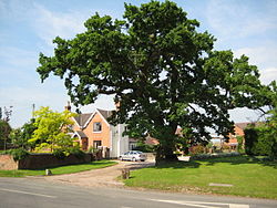 Oak tree in Flyford Flavell.jpg