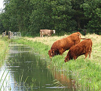 Cattle drink from the drainage channel