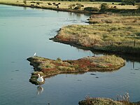 A swan by Thorney Island