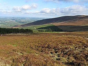 Heathland and Forest - geograph.org.uk - 1516507.jpg