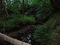 The Templeton Burn in the Armsheugh Plantation near Crookedholm