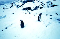 Penguins on Signy Island 1962.jpg