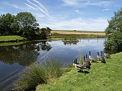 Buckton Duck Pond.jpg