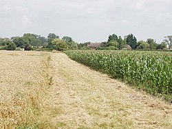 Maize and wheat fields near Forty Green - geograph.org.uk - 32907.jpg
