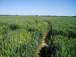 Wheat field by Great Wilbraham