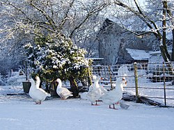 Geese In the snow at Kirkandrews on Eden - geograph.org.uk - 1695163.jpg
