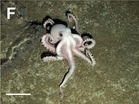 Unidentified octopus on the Scotia Ridge