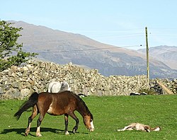 Pony Breeding at Pen y Buarth - geograph.org.uk - 224648.jpg