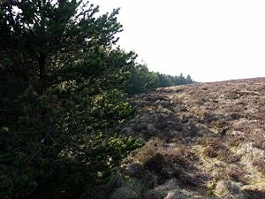 Edge of forest on Wholhope Hill - geograph.org.uk - 1214191.jpg
