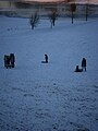 Snow, november 2010 025.jpg