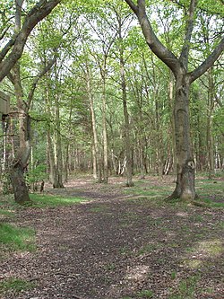 Horsell Common woodland - geograph.org.uk - 168427.jpg