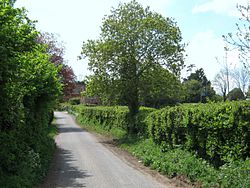 Lane in Henlade, Somerset - geograph-1852490.jpg