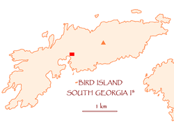 Bird-Island.PNG