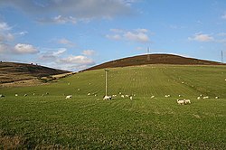 Grazing sheep on the lower reaches of Carn Iain.jpg