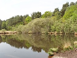 Danewell Pond on Horsell Common - geograph.org.uk - 168237.jpg