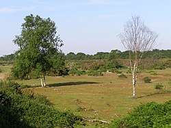 Gorley Common, New Forest - geograph.org.uk - 186514.jpg