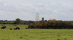 Cattle grazing in East Lyng, Somerset.jpg