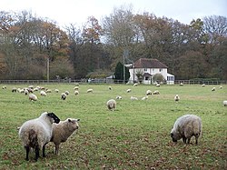 Field of sheep and house - geograph.org.uk - 2719218.jpg