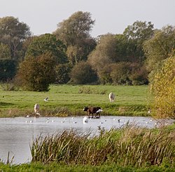 Ouse Valley Way at Houghton - geograph.org.uk - 270668.jpg