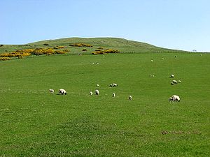A pasture field at Bonchester Hill - geograph.org.uk - 795089.jpg