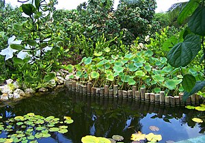 A lily pond in the Queen Elizabeth II Botanic Park