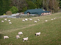 Sheep at Bridgelands (geograph 3238214).jpg