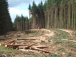 Timber harvesting in Kielder Forest.JPG