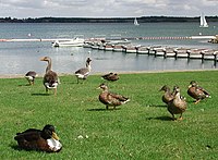 Grafham Water at West Perry