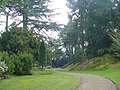 The pinetum