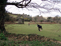 Horses in field near Nancledra - geograph.org.uk - 129662.jpg