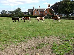 Cattle at Manor Farm, Miningsby - geograph.org.uk - 554969.jpg