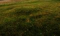 The first of two Second World War foxholes at Grimes Graves, located between the car park and visitor's centre