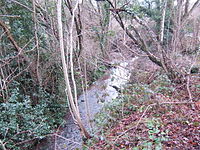 A brook running through the woods