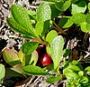 Alpine bearberry