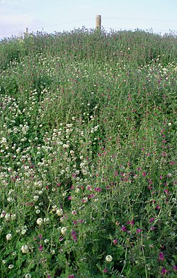 White Clover and Common Vetch, Upper Victoria - geograph.org.uk - 464120.jpg