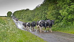 Cows West of Lamonby (geograph 4008345).jpg